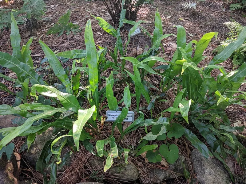 Big Impact, Small Budget: Affordable Softscaping Moves for Your Ozark Acreage