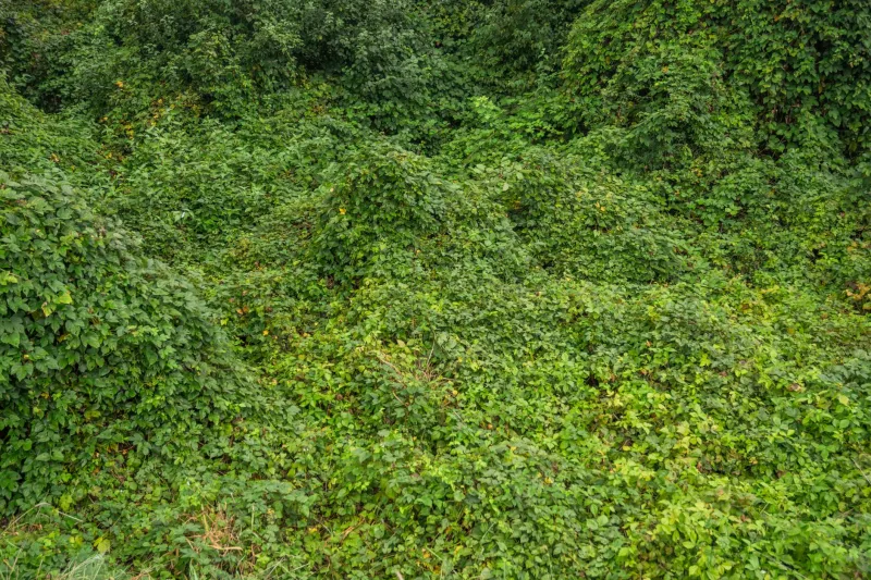 Hush Money: How the Right Plants Can Silence Noise and Boost Your Ozark Property's Appeal
