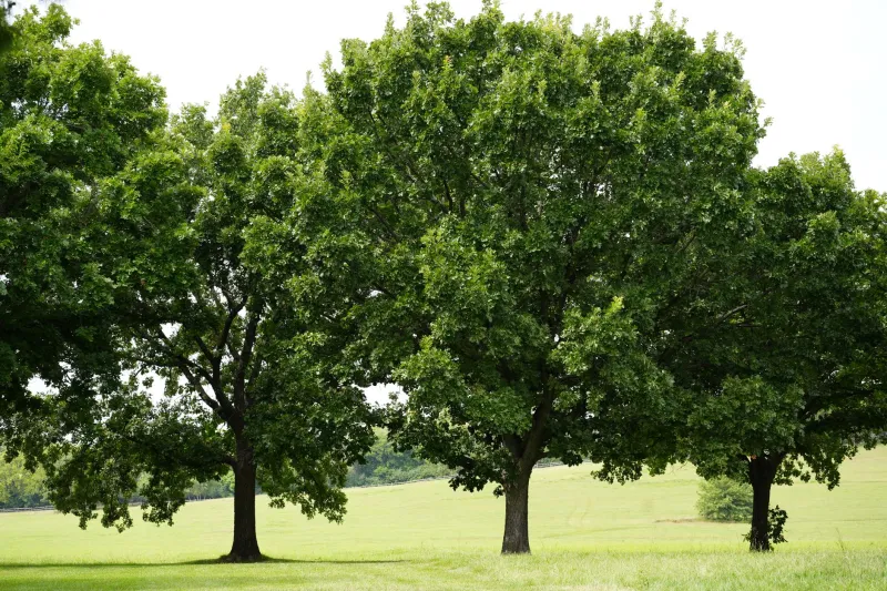 When the Market Cools, the Trees Speak: How Mature Softscapes Give Ozark Properties a Serious Edge