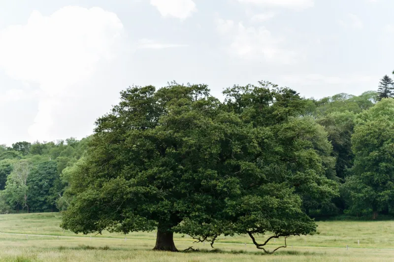 Plant for Your Grandkids: How to Design an Ozark Landscape That Only Gets Better With Age