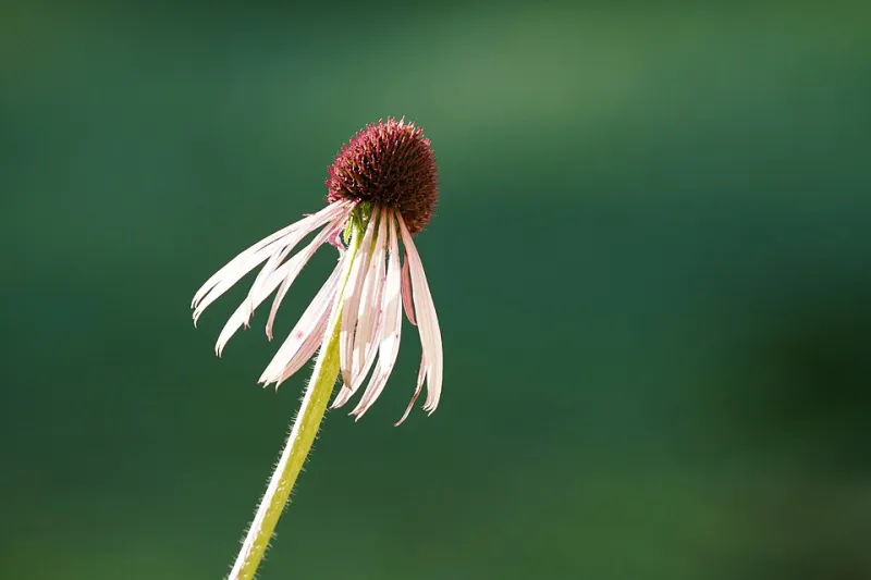 Plant It Once, Enjoy It Forever: The Ozark Native's Guide to Effortless Landscape Beauty